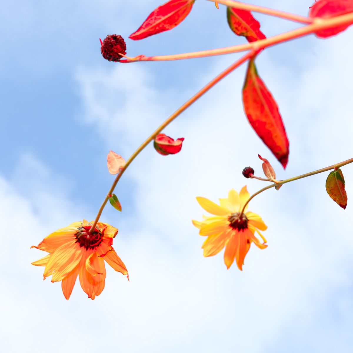 Flowers with a pink flash in front of a cloudy sky