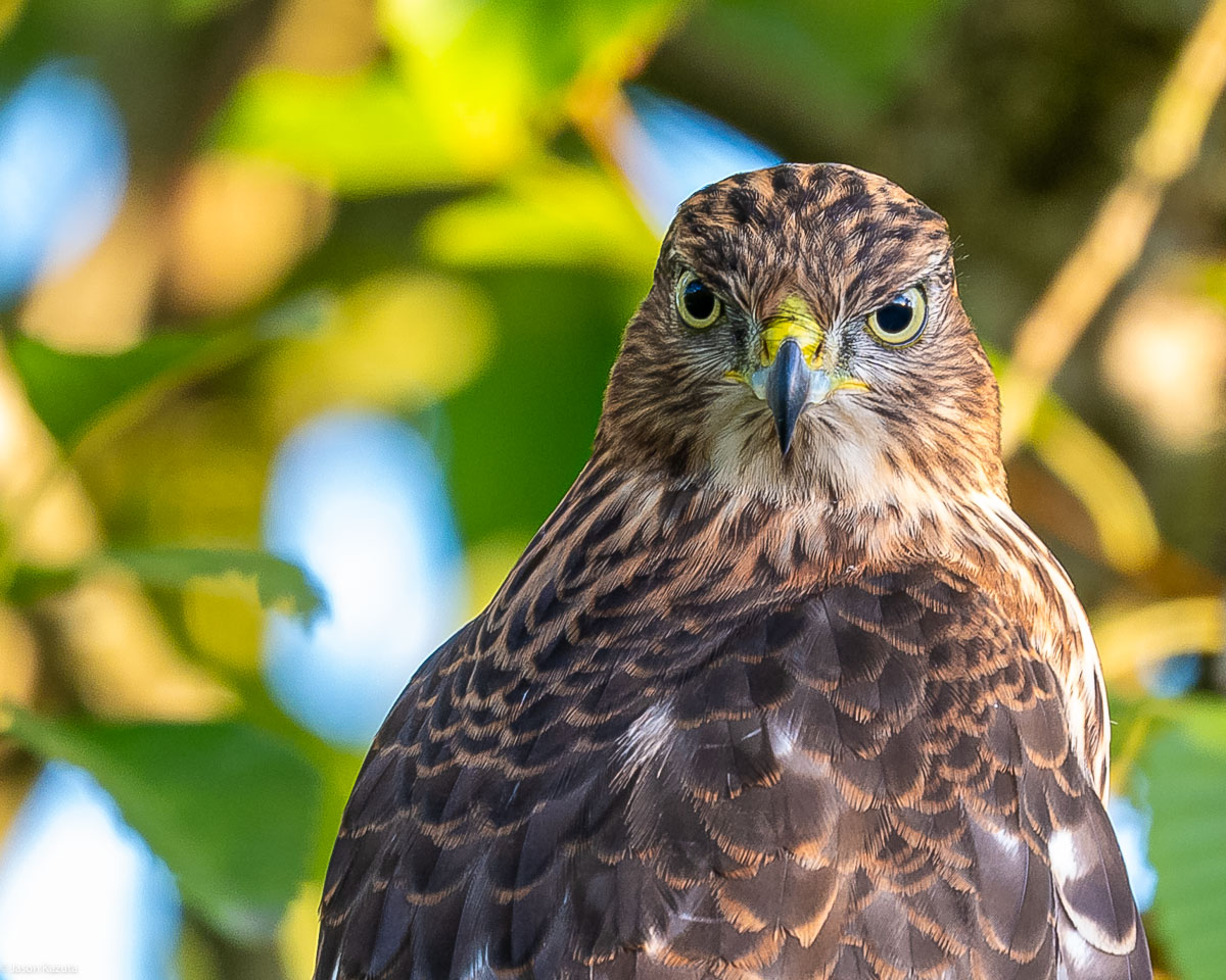 Cooper's Hawk