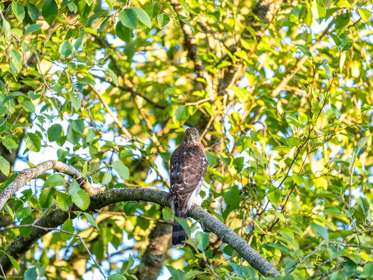 Cooper's Hawk