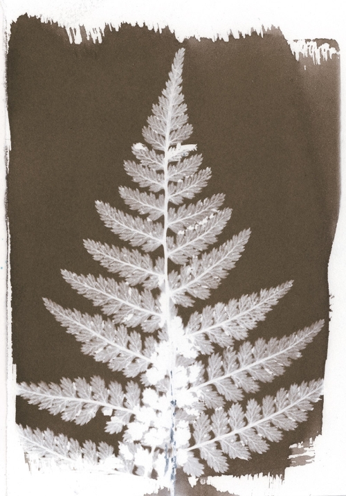 toned cyanotype